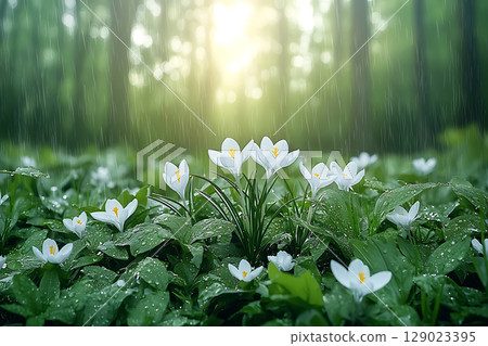 White Flowers in Rainy Forest with Soft Light and Green Background, Nature Beauty Scene 129023395