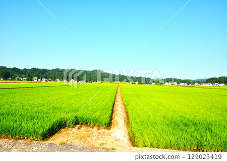 Summer rural scenery of Ikegahara, Ojiya City, Niigata Prefecture 129023419