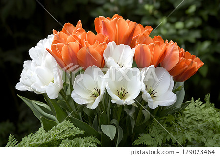 Vibrant Orange and White Tulips in Lush Greenery Displaying Nature's Beauty and Freshness 129023464