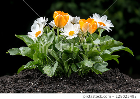 Vibrant Tulips and Daisies Blooming Together in Dark Soil Under Bright Natural Light 129023492