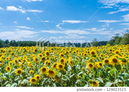 "Aomori Prefecture" Sunflower field scenery 129023523