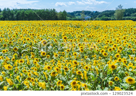 "Aomori Prefecture" Sunflower field scenery 129023524