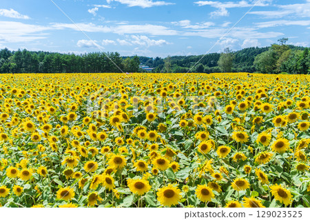"Aomori Prefecture" Sunflower field scenery 129023525