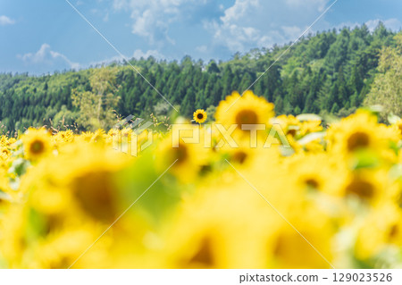 "Aomori Prefecture" Sunflower field scenery 129023526
