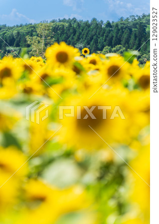 "Aomori Prefecture" Sunflower field scenery 129023527