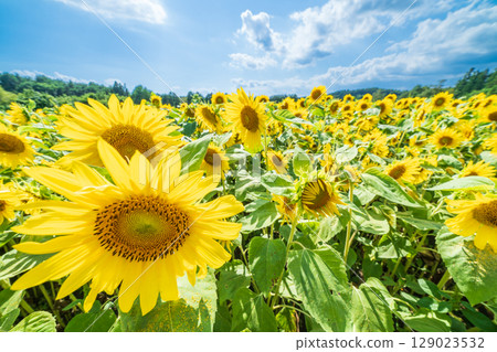 "Aomori Prefecture" Sunflower field scenery 129023532