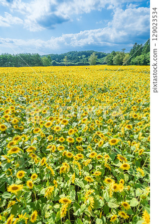 "Aomori Prefecture" Sunflower field scenery 129023534