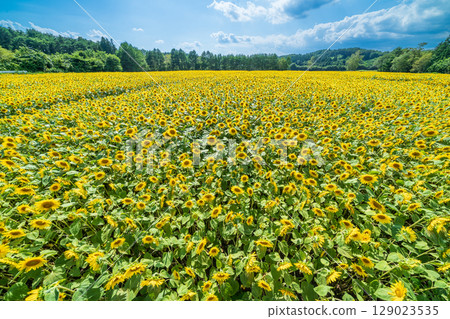 "Aomori Prefecture" Sunflower field scenery 129023535