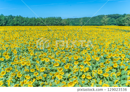 "Aomori Prefecture" Sunflower field scenery 129023536