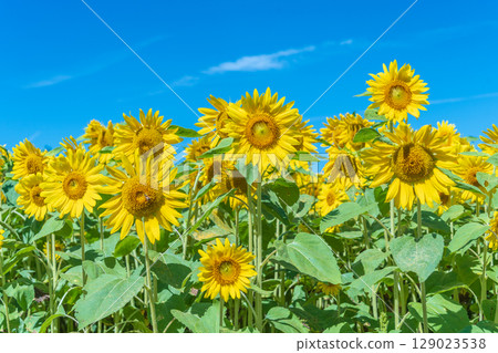 "Aomori Prefecture" Sunflower field scenery 129023538
