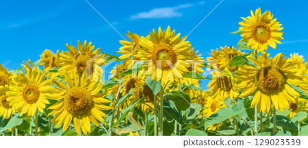 "Aomori Prefecture" Sunflower field scenery 129023539