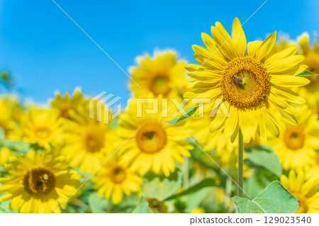 "Aomori Prefecture" Sunflower field scenery 129023540
