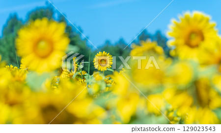 "Aomori Prefecture" Sunflower field scenery 129023543