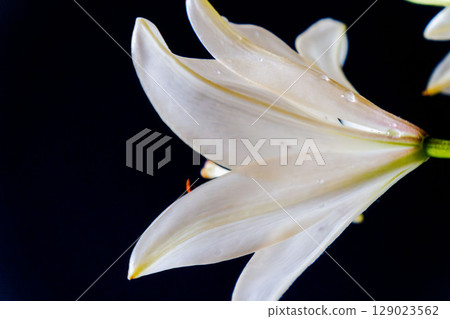 Close-up of a white lily flower against a black background 49 Close-up of a white lily flower against a black background 49 129023562