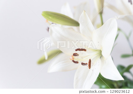 Close-up of a white lily flower against a grey background 33 129023612