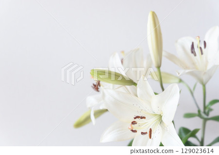 灰色背景下的白百合花特寫 35 129023614