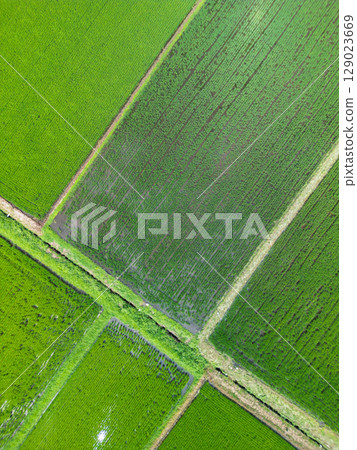 Aerial photography of Saitama Prefecture: Aerial view of rice fields taken with a drone at Minuma rice fields 129023669