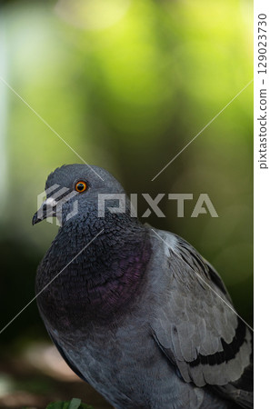Peacock-like pigeon 129023730