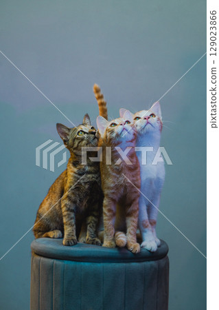 Three Curious Kittens Looking Up While Sitting on a Stool Indoors 129023866