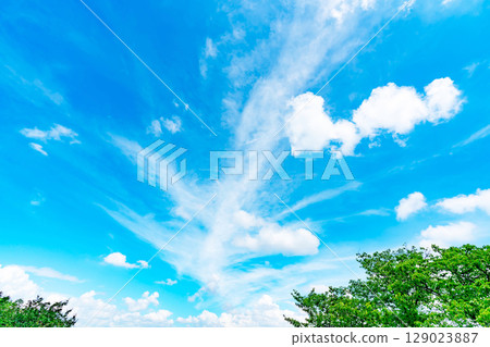 Blue sky, clouds and grove 129023887