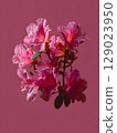Pink Azalea Blossom Cluster 129023950
