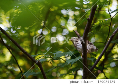 A singing young thrush bird sits on a branch amidst the dense greenery of the forest. Nature, wildlife, tranquility, childhood in nature and eco-themes. 129024125