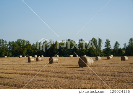 Hay bales on the field after the harvest. Farming, agribusiness, organic production, nature and rural idyll. Hay bales on the field after the harvest. Farming, agribusiness, organic production, nature and rural idyll. 129024126