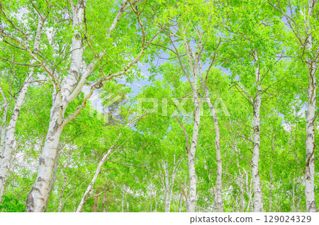[White birch forest] Fresh green forest [Yachiho Plateau] 129024329