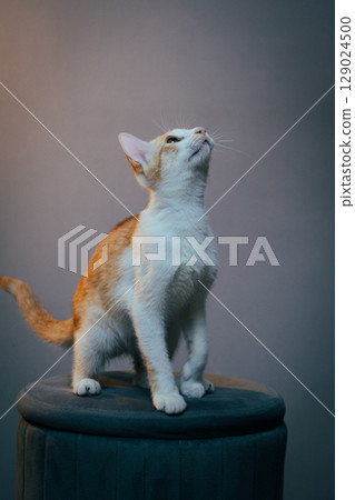 Curious Ginger and White Kitten Looking Up While Standing on Stool Indoors Curious Ginger and White Kitten Looking Up While Standing on Stool Indoors 129024500