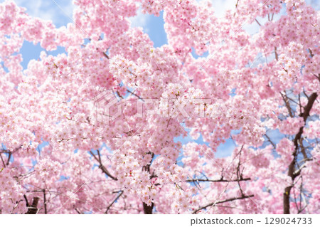 Cherry tree in full bloom Cherry tree in full bloom 129024733