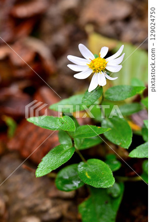 White-spotted jasmine on Mount Yukizugatake in the Misaka Mountains 129024750