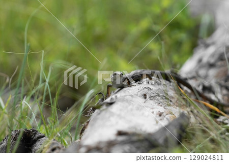 A lizard on a tree A lizard on a tree 129024811