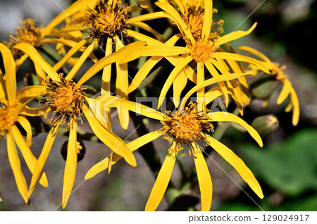 Yellow flowers of the Asteraceae family, Marubatakebuki, Mount Kurodake in the Misaka Mountains Yellow flowers of the Asteraceae family, Marubatakebuki, Mount Kurodake in the Misaka Mountains 129024917