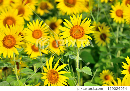 Kanagawa Prefecture Zama Sunflower Field Kanagawa Prefecture Zama Sunflower Field 129024954
