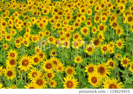 Kanagawa Prefecture Zama Sunflower Field Kanagawa Prefecture Zama Sunflower Field 129024955