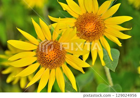  向日葵花 129024956