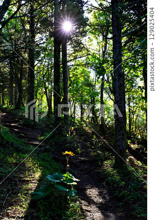Hafusan in the Misaka Mountains: Sunlight filtering through the trees illuminates the Marubatakebuki trees blooming along the mountain path Hafusan in the Misaka Mountains: Sunlight filtering through the trees illuminates the Marubatakebuki trees blooming along the mountain path 129025404