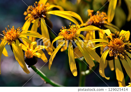 Hafusan in the Misaka Mountains: Marubatakebuki blooming in summer Hafusan in the Misaka Mountains: Marubatakebuki blooming in summer 129025414