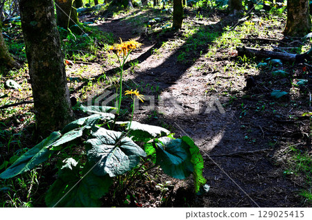 Hafusan in the Misaka Mountains: Marubatakebuki blooming on a forested mountain path Hafusan in the Misaka Mountains: Marubatakebuki blooming on a forested mountain path 129025415