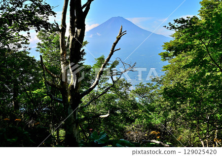 從禦坂山脈黑嶽的森林裡看到的夏季富士山 129025420