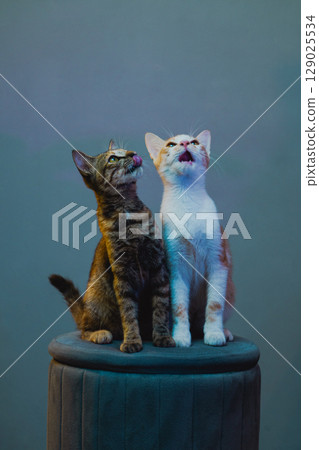 Two cute cats licking their lips while sitting side by side on a stool in colorful studio light Two cute cats licking their lips while sitting side by side on a stool in colorful studio light 129025534