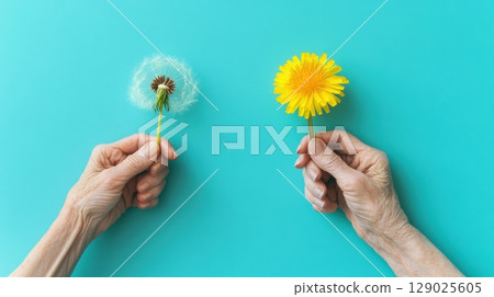 elderly hands holding dandelion flowers life cycle stages 129025605