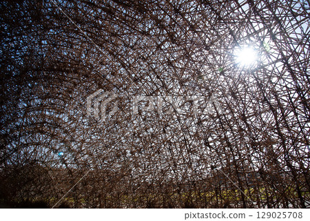 陽光透過蘆葦隧道 陽光透過蘆葦隧道 129025708