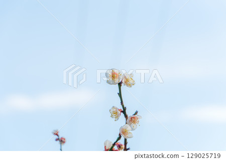 White plum blossoms in the blue sky 129025719