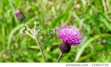 Thistle flowers 129025720