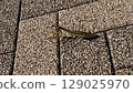 A praying mantis walking on a cobblestone road 129025970