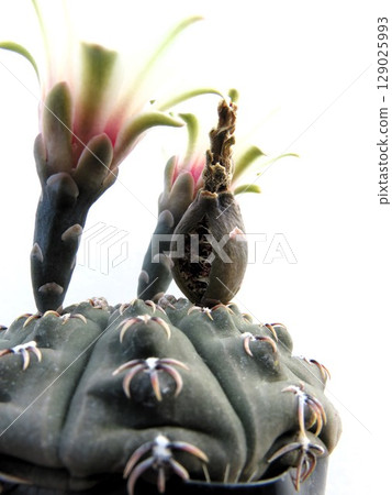 Gymnospermum flowering and seed pots Gymnospermum flowering and seed pots 129025993
