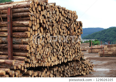 Felled and stacked timber 129026105