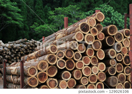 Felled and stacked timber Felled and stacked timber 129026106