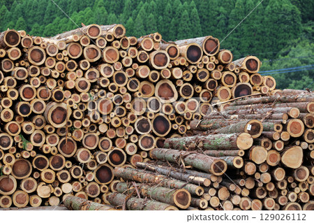Felled and stacked timber 129026112